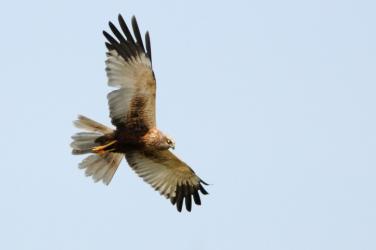 Marsh harrier