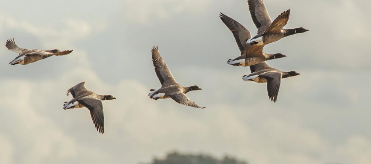 Pink Footed Geese