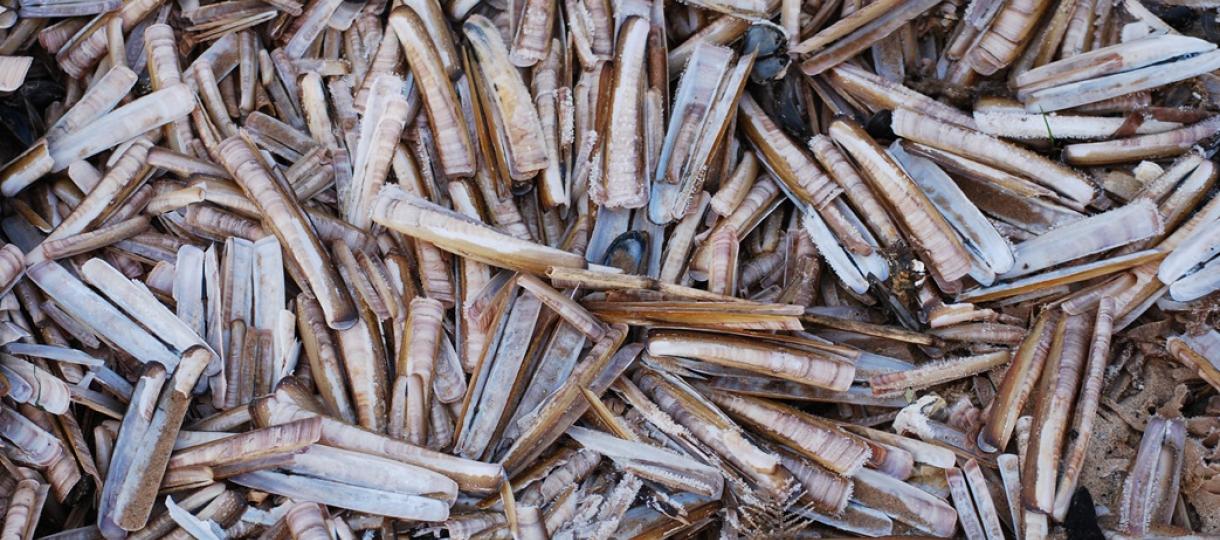 Razor Shells Titchwell Beach