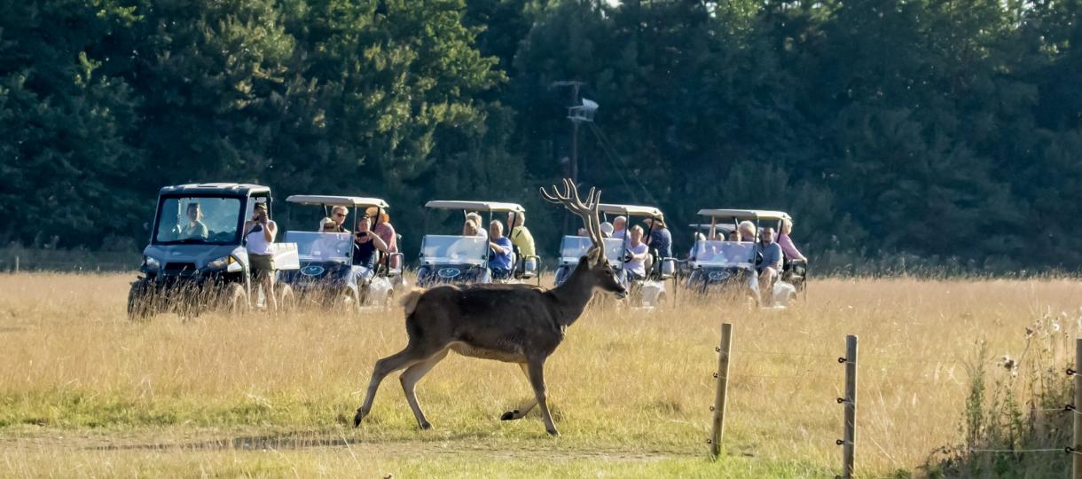 Watatunga White Lipped Deer Photo Credit Phil Stone