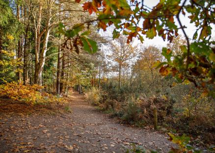 Holt Country Park 03